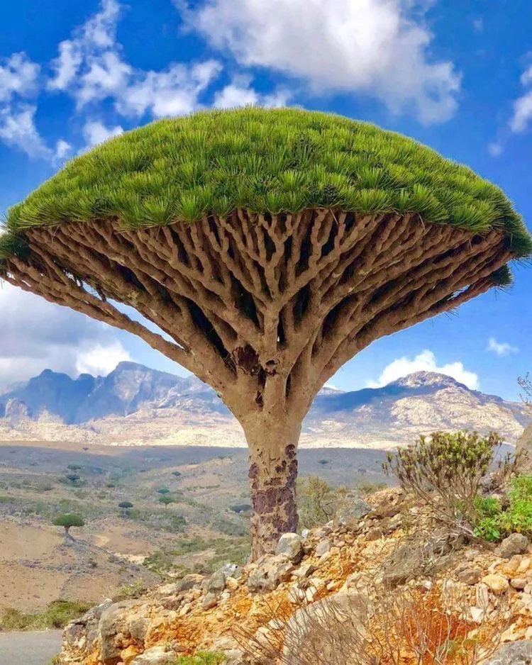 Dragon Blood Tree Socotra